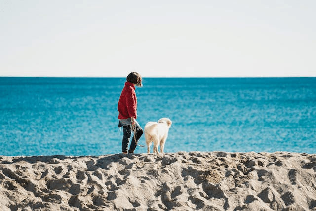 person walking on the beach with a dog